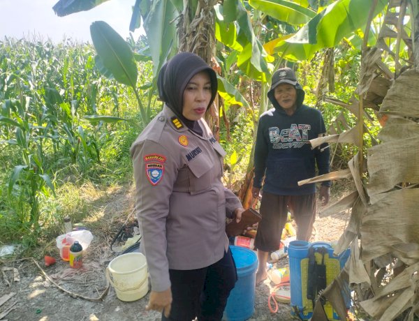 Polsek Gedangan Pastikan Pertumbuhan Jagung Optimal, Perkuat Ketahanan Pangan di Sidoarjo